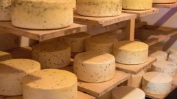 tehéntejből készült sajtok az érlelőben